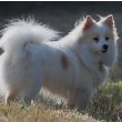 Japanese Spitz