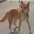 Korean Jindo Dog