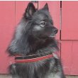 Keeshond