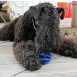 Kerry Blue Terrier