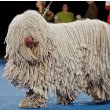 Komondor