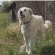 Kuvasz