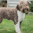 Lagotto Romagnolo