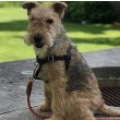 Lakeland Terrier