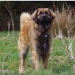 Leonberger