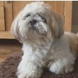 Lhasa Apso