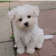 Maltese Terrier