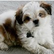 Maltese Shih Tzu