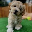 Maltipoo