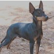 Manchester Terrier