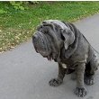 Mastiff