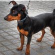 Miniature Pinscher