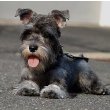 Miniature Schnauzer