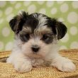 Morkie