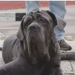 Neapolitan Mastiff