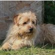 Norfolk Terrier