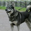 Norwegian Elkhound