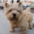 Norwich Terrier