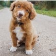 Nova Scotia Duck Tolling Retriever