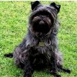 Affenpinscher