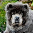 Akita Chow