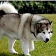 Alaskan Malamute