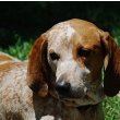 American English Coonhound