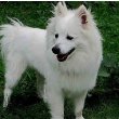 American Eskimo Dog