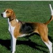 American Foxhound 