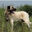 Anatolian Shepherd Dog