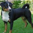 Appenzeller Sennenhunde