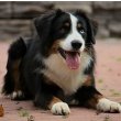 Australian Shepherd