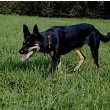 Australian Kelpie