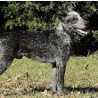 Australian Stumpy Tail Cattle Dog