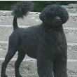 Portuguese Water Dog