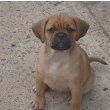 Puggle