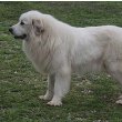 Pyrenean Mastiff