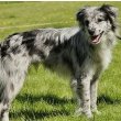 Pyrenean Shepherd