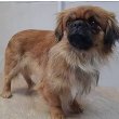 Pekingese