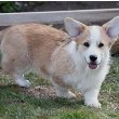 Pembroke Welsh Corgi