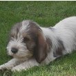 Petit Basset Griffon Vendéen