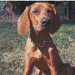 Redbone Coonhound