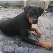 Rottador