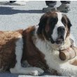 Saint Bernard