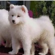 Samoyed