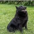 Schipperke