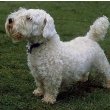 Sealyham Terrier