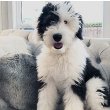 Sheepadoodle