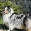 Shetland Sheepdog