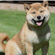 Shiba Inu